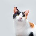 バラエティ豊かな猫の『毛柄』！多彩な色や模様を作り出す4つのカギと…