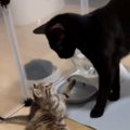 生まれたばかりの赤ちゃん猫に、兄猫が……『優しい光景』と『まさかの…