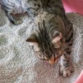 猫の『ウンチ臭』がきつくなる理由2つと予防策