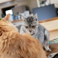 『気性が荒い猫』に見られる特徴4選！飼い主が気を付けておくこととは