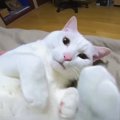 元保護猫きょうだいの次男がかわいすぎる！飼い主パパさんに甘えてメ…