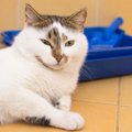 猫トイレの『臭い』で困ったら？オススメ対策6選