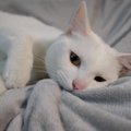 猫が『吸いたがるもの』4選　人の体や毛布…避けたほうがいい危険なも…