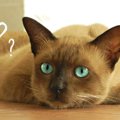 これって本当の事？猫にまつわる3つの言い伝えや都市伝説