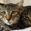 不安そうな表情をしていた『2匹の元野良猫』→保護から1週間が経つと……