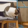 『おててないないする猫』を観察していたら…完全に想定外な『独特すぎる動…