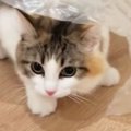 ビニールシートの下に潜った猫→そのまま歩き始めると…まるで『ファッショ…