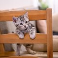 猫も『骨折』する？よくある原因と見極めポイント５つ