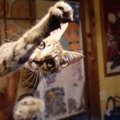 保護した子猫がまさかの新種…？戦闘能力の半端なさに『通常の猫とは桁…