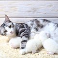 あなたは知っていた？　メス猫だけがもつ「15の事実」