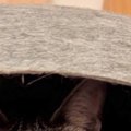 『猫用ドーム』の中を覗いたら…まさかの『可愛すぎる光景』に「新発売の和…