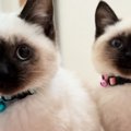 ママが起きるのを『じっと待っていた子猫たち』→布団をめくってあげると……