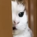 お父さんのもとに行きたい猫→少ししか開いていない『ドアの隙間』から……一…