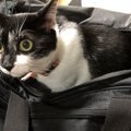 猫をスムーズに病院へ連れていくためのコツ５つ