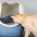 猫のトイレに『カバー』は必要なの？メリット・デメリットや考慮した…