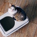 猫の『尿』に異変を感じたら…3つの違和感の原因と対処法を解説