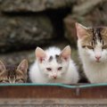 猫が「新しいもの」に警戒するのはなぜ？3つの対処法