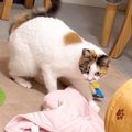 不意に『宿敵』と出会ってしまった猫……"想像以上の反応"が93万…