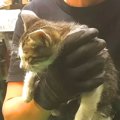 鉄工所にひとりぼっちで迷い込んだ子猫→４日間かけて保護した結果……『…