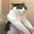 『歯磨きはいやぁ～』お手入れされて激おこしちゃう猫さん