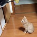 プリントアウトされるのを待っていた子猫…まさかの『悲劇』が可愛すぎ…