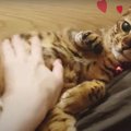 まだ寝ちゃダメ！甘えん坊になるかわいい猫さん♡