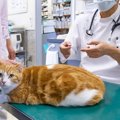 猫の命をむしばむ『がん』なぜかかってしまうの？考えられる6つの原因と予…