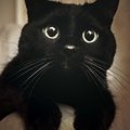 黒猫の写真を上手に撮る6つの方法