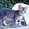 駐車場の近くで生活していた子猫→『事故にあったら危ない』と保護した…