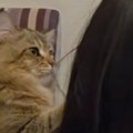 宿題中の女の子にかまってほしい猫→肩をトントンと叩いて…たまらなく可愛…