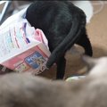 まるでヤドカリ！？袋から袋へなめらかにお引っ越しする猫ちゃん