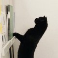 猫背って…！？姿勢が正しすぎる猫さんのお姿が話題に♡