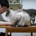 猫ちゃんズのお留守番２日目の様子がこちら♡