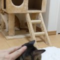 影からじーっ！甘えたいのにプライドが邪魔する姉猫さん