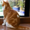 猫の『おしりが臭う』ときに考えられる原因3つ　気になるニオイを防ぐ対処…