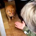 飼い主さんが亡くなって残された9匹の猫たち。行く末は？Vol.1