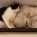 カーテンレールの上に乗る『2匹の猫』を見ていると…コントのような『爆笑…
