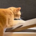 『新しい爪とぎ』に興味津々なネコ→研ぎ始めたと思ったら、次の瞬間…ほっ…