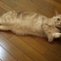 猫ちゃんダイエット失敗の理由