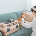 猫の『キャリー嫌い』を克服させる方法3選　簡単なステップで気長に慣らして