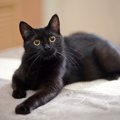 猫が『これだけは絶対に譲れない』と思っている4つのこと　猫なりにこ…