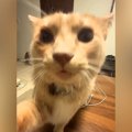 『ご飯ない！』と訴える猫…保護主との『可愛らしい言い合い』が43万再…