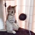 「ニャン生一周目すぎるｗ」バネ付きのおもちゃで遊んでいた子猫が…まさか…