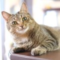 猫は我慢強い？弱っていてもそれを見せない理由