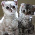【獣医師監修】モハーベボブってどんな猫？特徴や性格から飼う前の注意点…