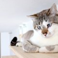 猫の『キャットウォーク』をDIY♪設置する場合に気を付けるべきポイン…