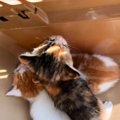 『畑の小屋にいた小さな子猫』を保護……里親さんのもとへ巣立つまでの…
