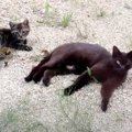 『2匹の子猫を連れてきた黒猫』を保護…１年間の変化が感動的すぎると5…