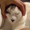 ブラッシングでとれた猫の毛…あるものに大変身！