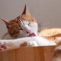 猫は『毛づくろい』が命！しなくなったときのリスク3つと考えられる原…